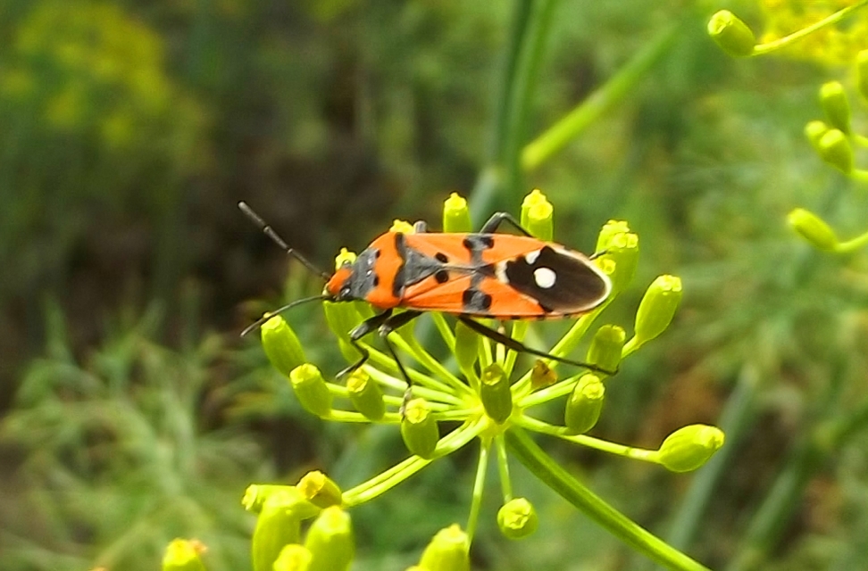 Lygaeus equestris/simulans