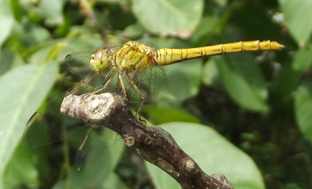 Sympetrum meridionale - fakó katona-szitakötő