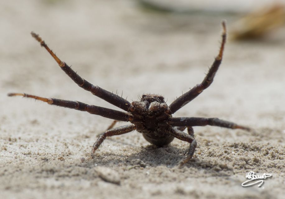 Xysticus