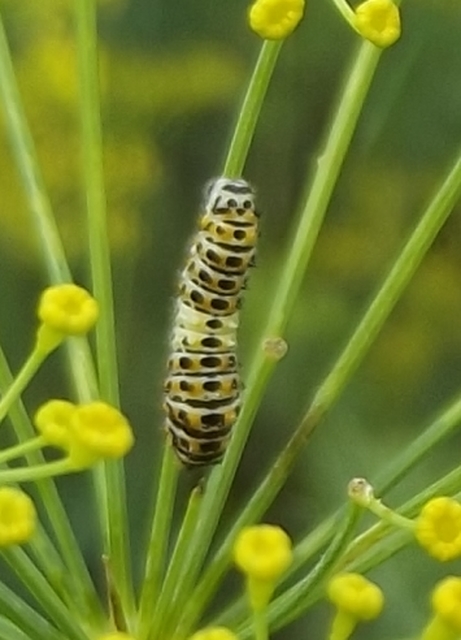 Papilio machaon - fecskefarkú lepke