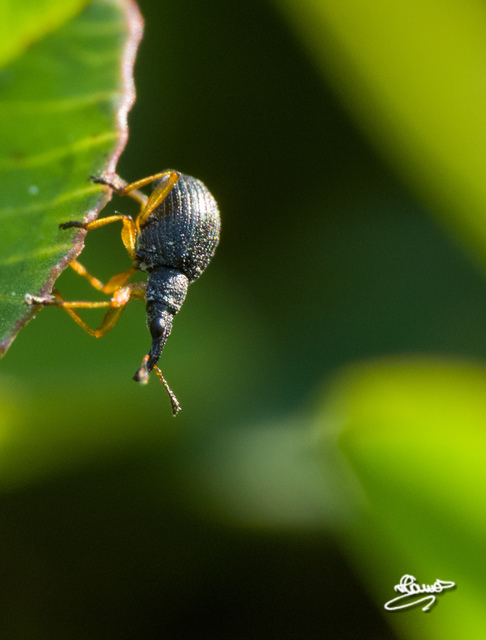 Protapion fulvipes - vadhere-cickányormányos Protapion fulvipes - vadhere-cickányormányos