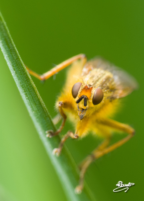 Scathophaga stercoraria - közönséges trágyalégy