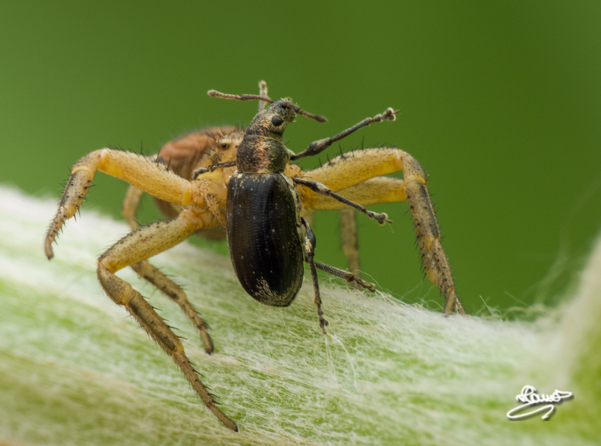 Xysticus