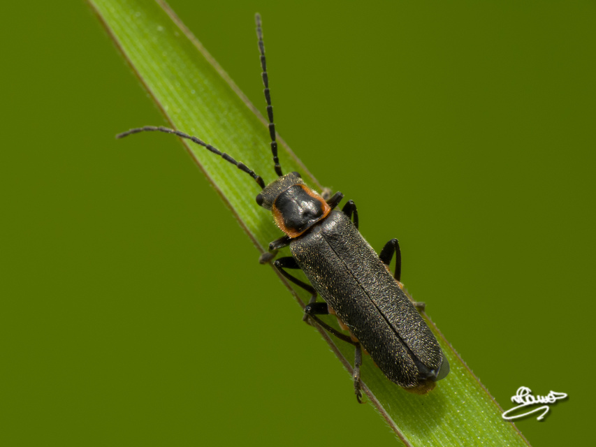 Cantharis liburnica - déli lágybogár