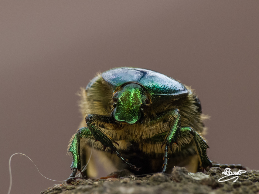 Cetonia aurata - aranyos virágbogár