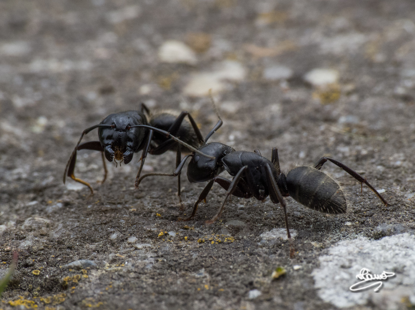 Camponotus vagus - fekete lóhangya