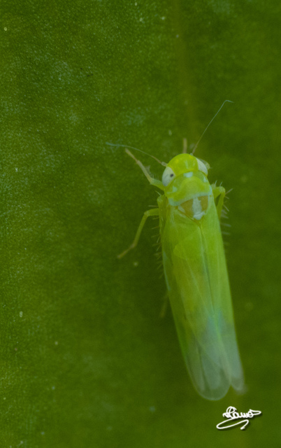 Typhlocybinae