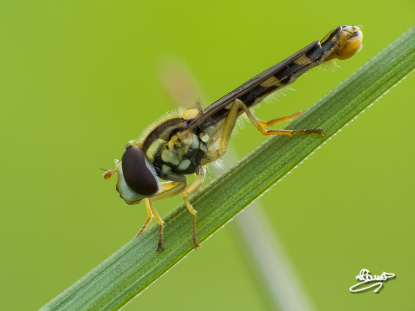 Syrphidae - zengőlegyek