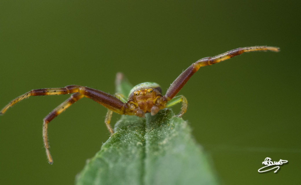 Ebrechtella tricuspidata - alakoskodó karolópók
