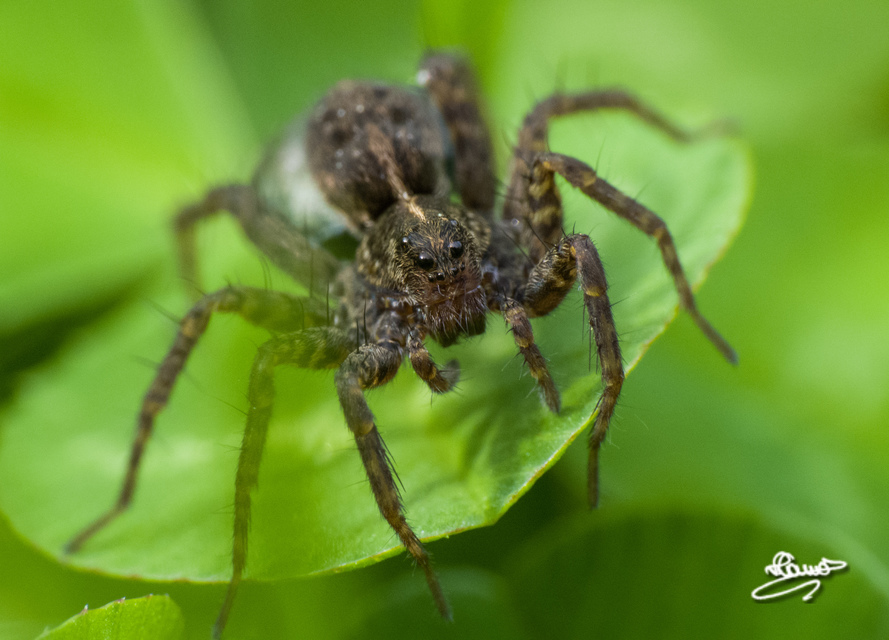 Pardosa