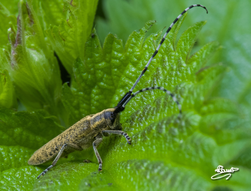 Agapanthia villosoviridescens - fehérgyűrűs bogáncscincér