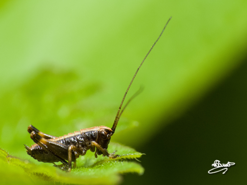Pholidoptera griseoaptera - szürke avarszöcske