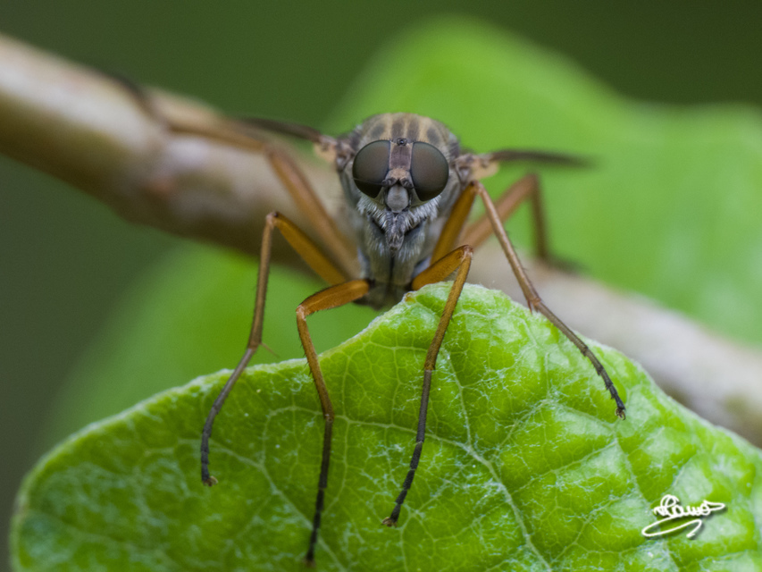 Rhagio annulatus - gyűrűs kószalégy