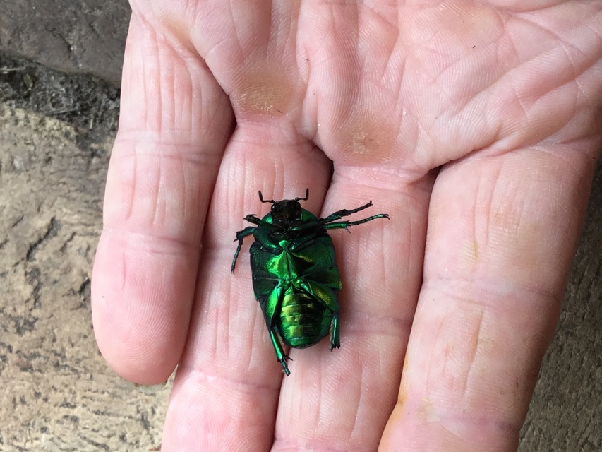 Protaetia speciosissima - pompás virágbogár