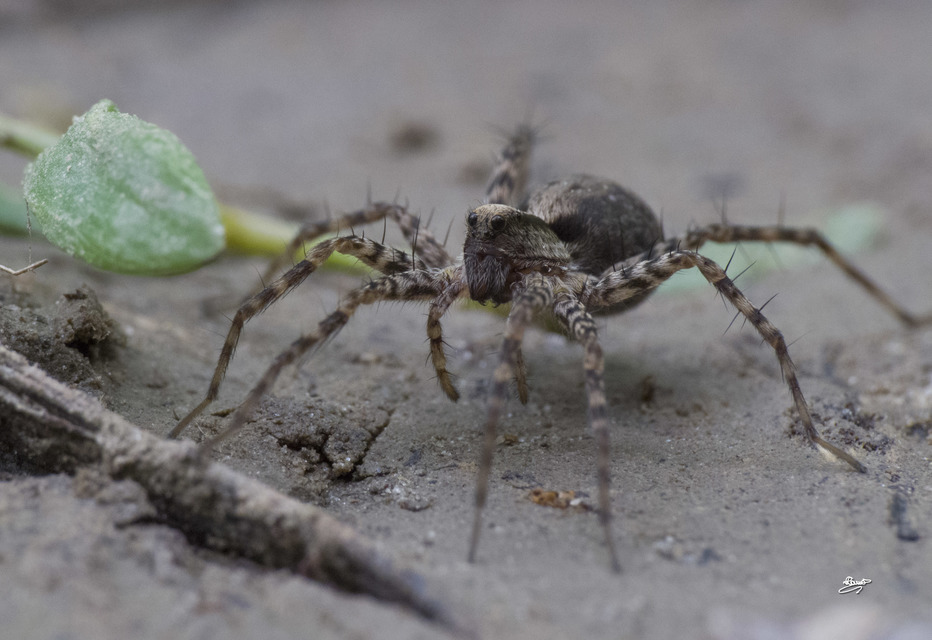 Pardosa