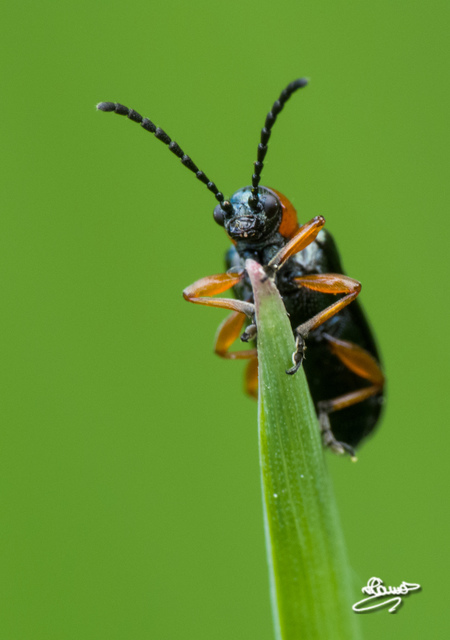 Oulema melanopus/duftschmidi