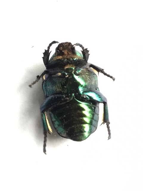 Protaetia affinis - smaragdzöld virágbogár
