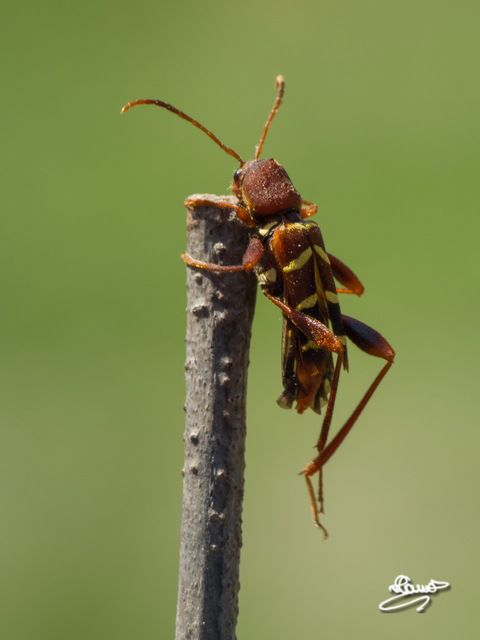 Neoclytus acuminatus - amerikai darázscincér