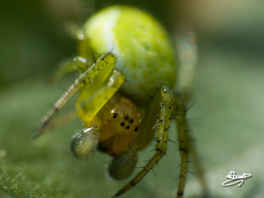 Araniella
