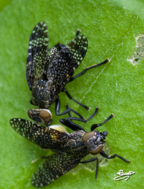 Platystoma