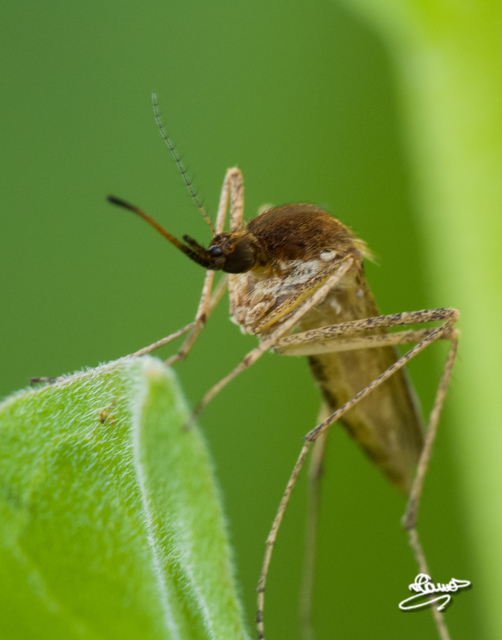 Culicidae - csípőszúnyogok