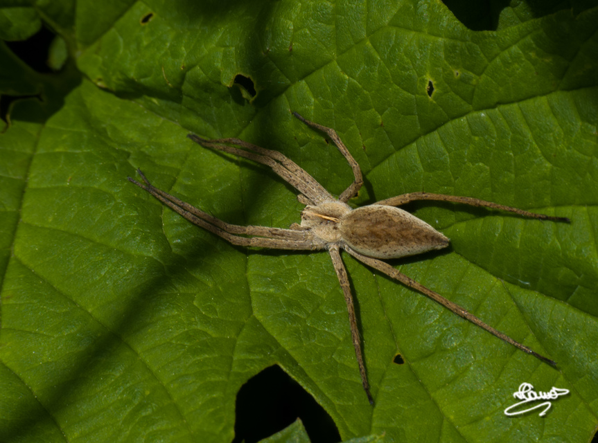 Pisaura mirabilis - csodáspók