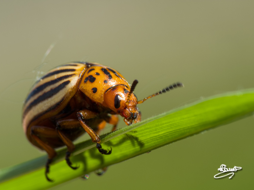 Leptinotarsa decemlineata - burgonyabogár