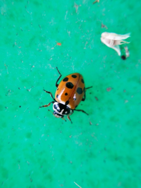 Hippodamia variegata - tizenhárompettyes katica