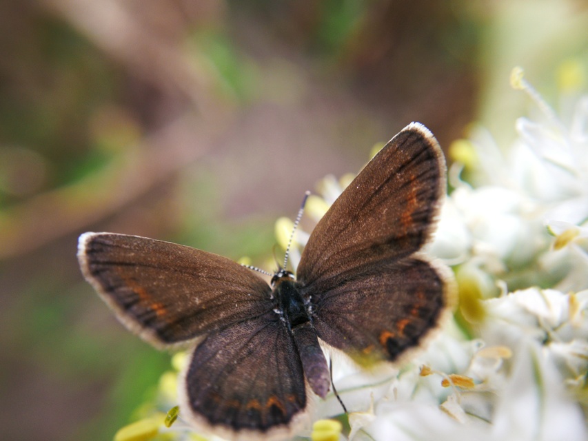 Plebejus argyrognomon - tintakék boglárka