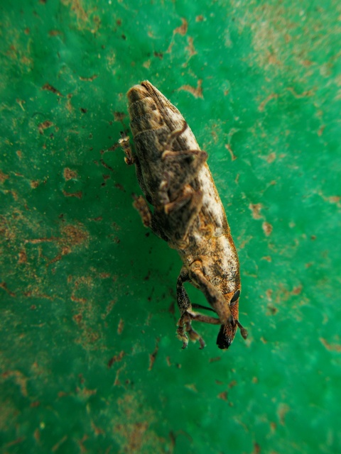Lixus ochraceus - retek-dudvabarkó