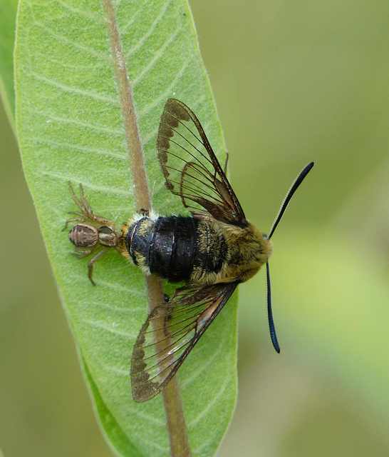 Hemaris tityus - pöszörszender