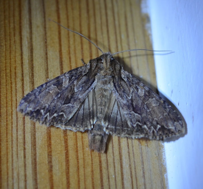 Apamea monoglypha - nagy dudvabagoly
