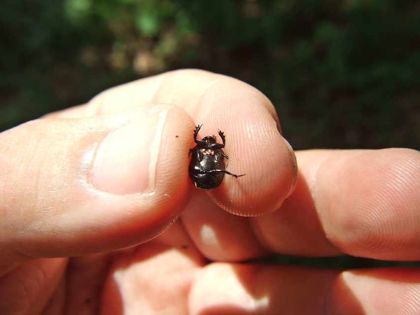 Onthophagus verticicornis - fekete trágyatúró