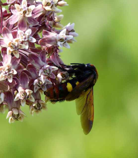 Megascolia maculata - óriás-tőrösdarázs