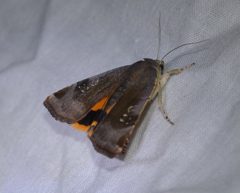Noctua janthe/janthina