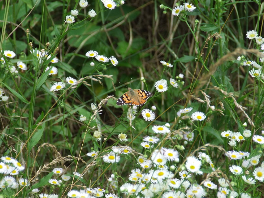Vanessa cardui - bogáncslepke