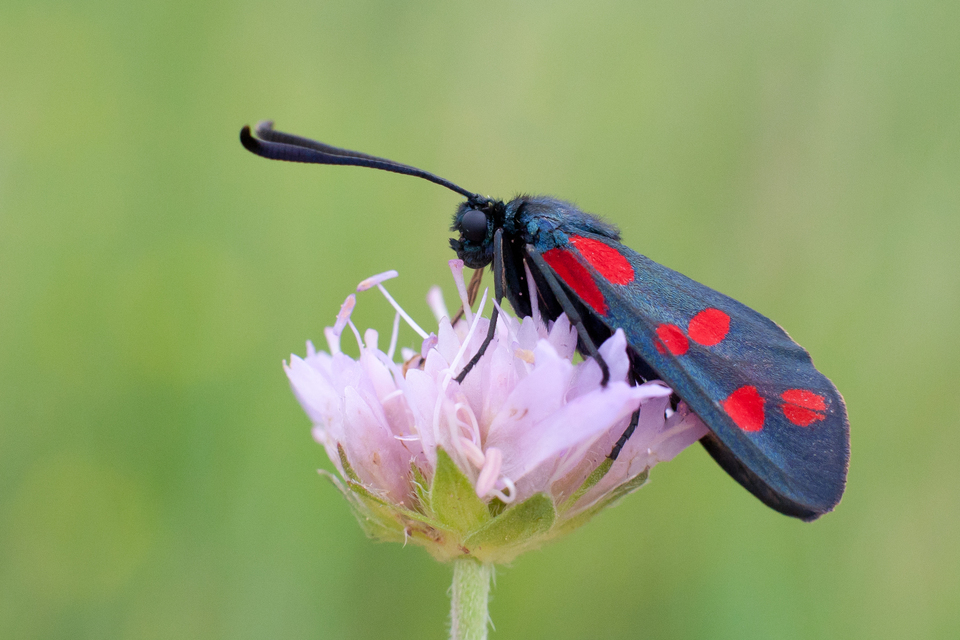 Zygaena filipendulae - acélszínű csüngőlepke