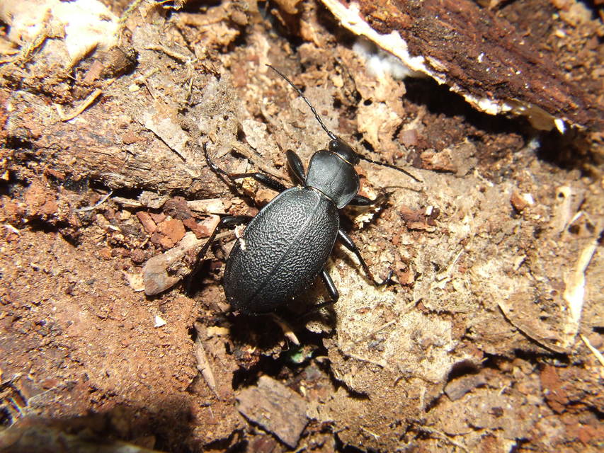 Carabus coriaceus - bőrfutrinka
