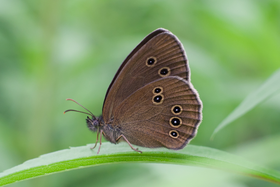 Aphantopus hyperanthus - közönséges ökörszemlepke