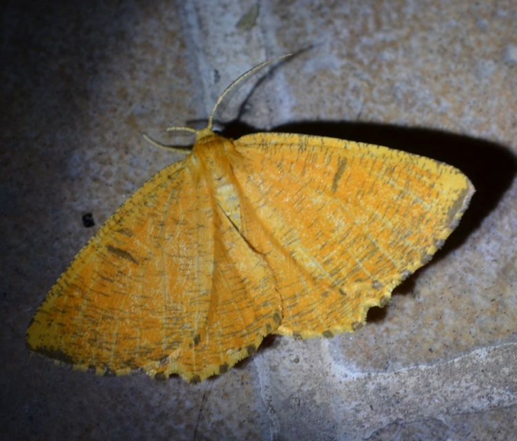 Angerona prunaria - sárga kökényaraszoló