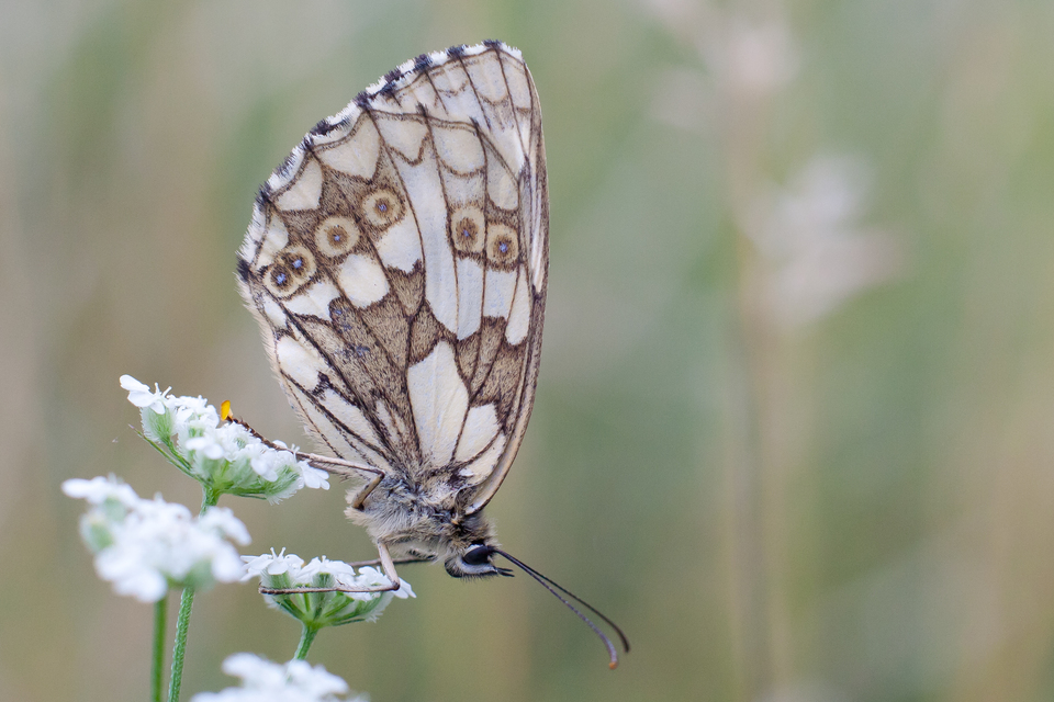 Melanargia galathea - sakktáblalepke