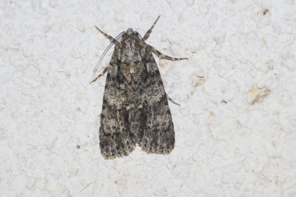 Acronicta rumicis - sóska-szigonyosbagoly