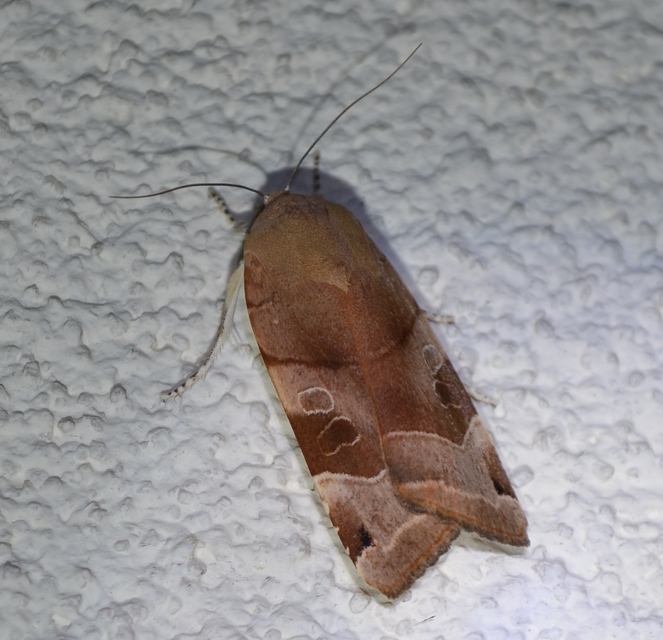 Noctua fimbriata - szélessávú sárgafűbagoly