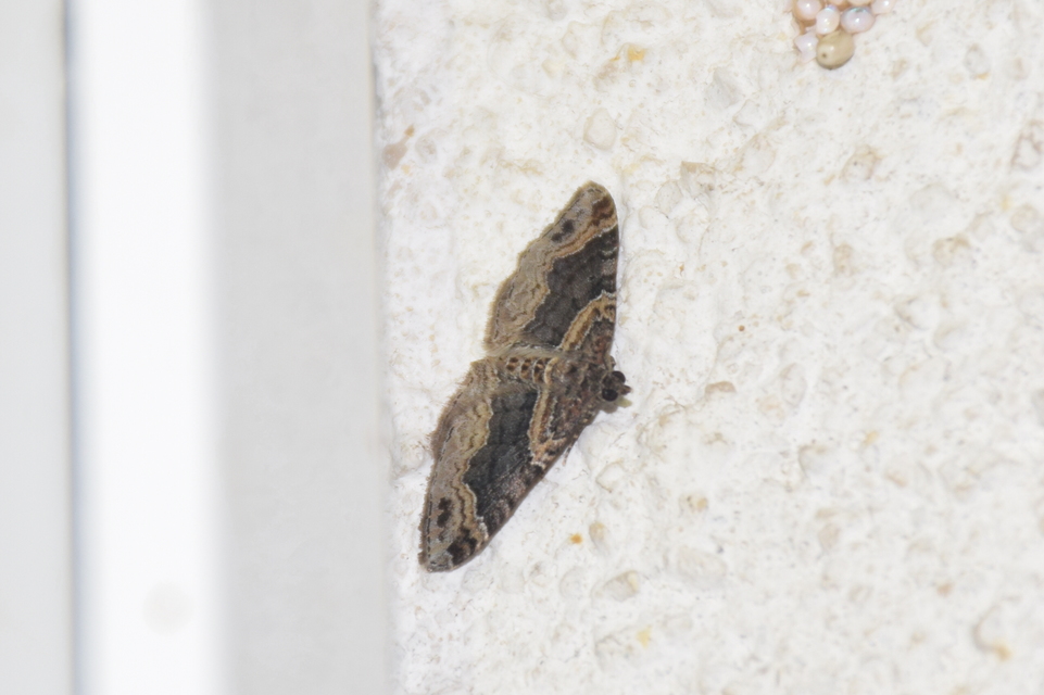 Xanthorhoe ferrugata - kerti tarkaaraszoló