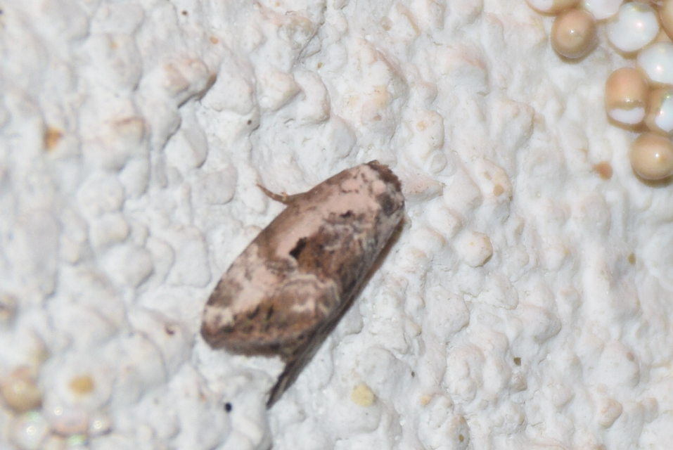 Hapalotis venustula - rózsaszínű mázasbagoly