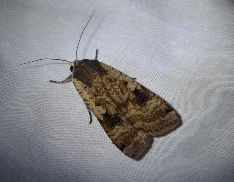 Noctua pronuba - nagy sárgafűbagoly