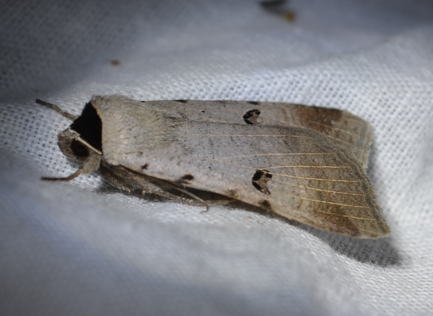 Lygephila craccae - gyakori csüdfűbagoly