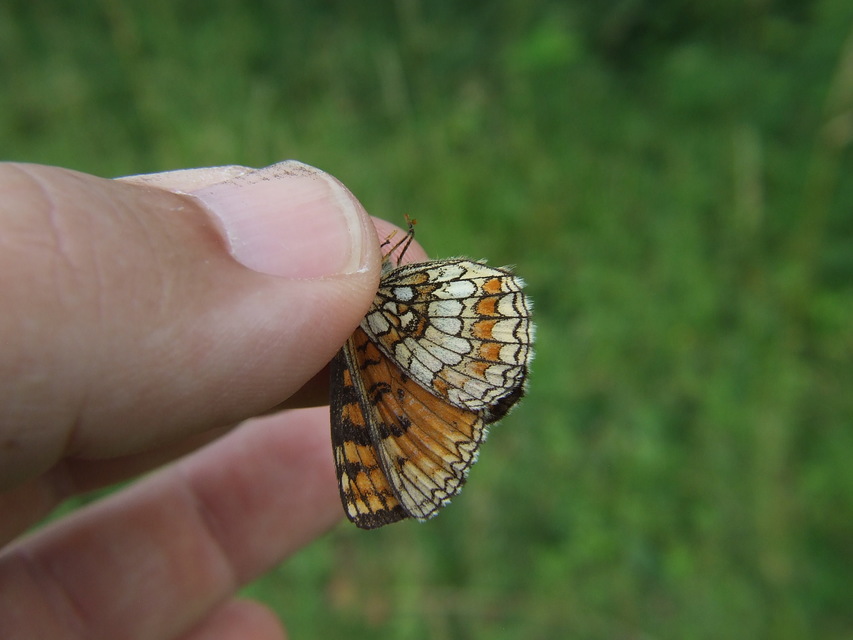 Melitaea athalia - közönséges tarkalepke