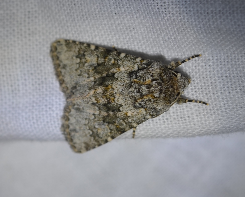 Hecatera dysodea - parajbagoly