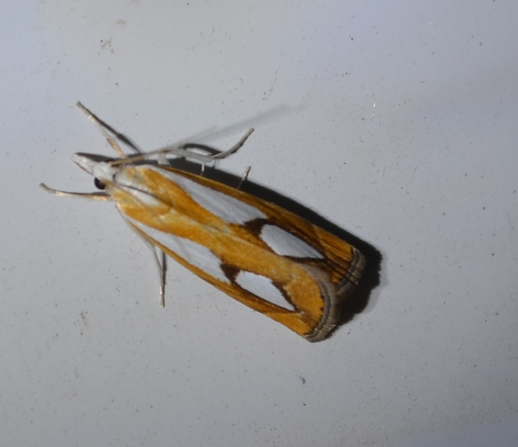 Catoptria pinella - ezüstös fűgyökérmoly
